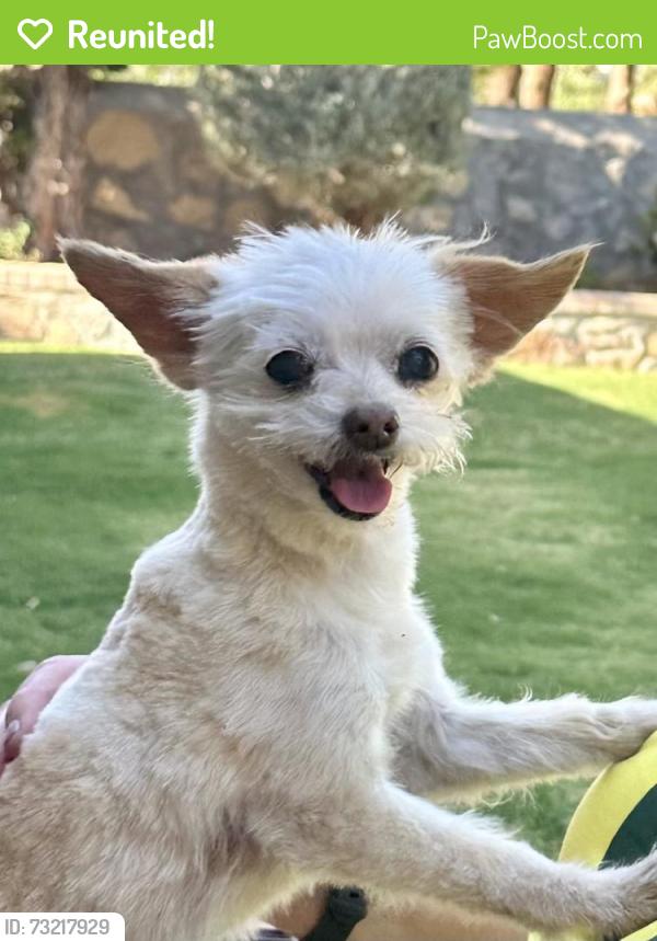 Reunited Female Dog last seen Whirlaway / Wyatt Earp, El Paso, TX 79936