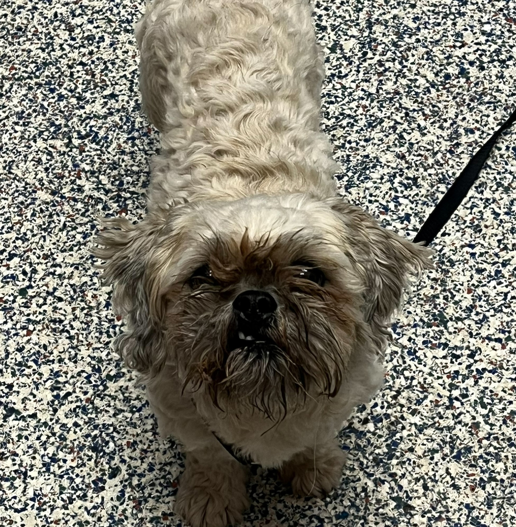 Shelter Stray Female Dog last seen Everett St / W 81st Dr, Arvada, CO, 80005, 580 McIntyre St, Golden, CO 80401, USA