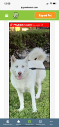 Lost Female Dog last seen Almaden and foxworthy, San Jose, CA 95136