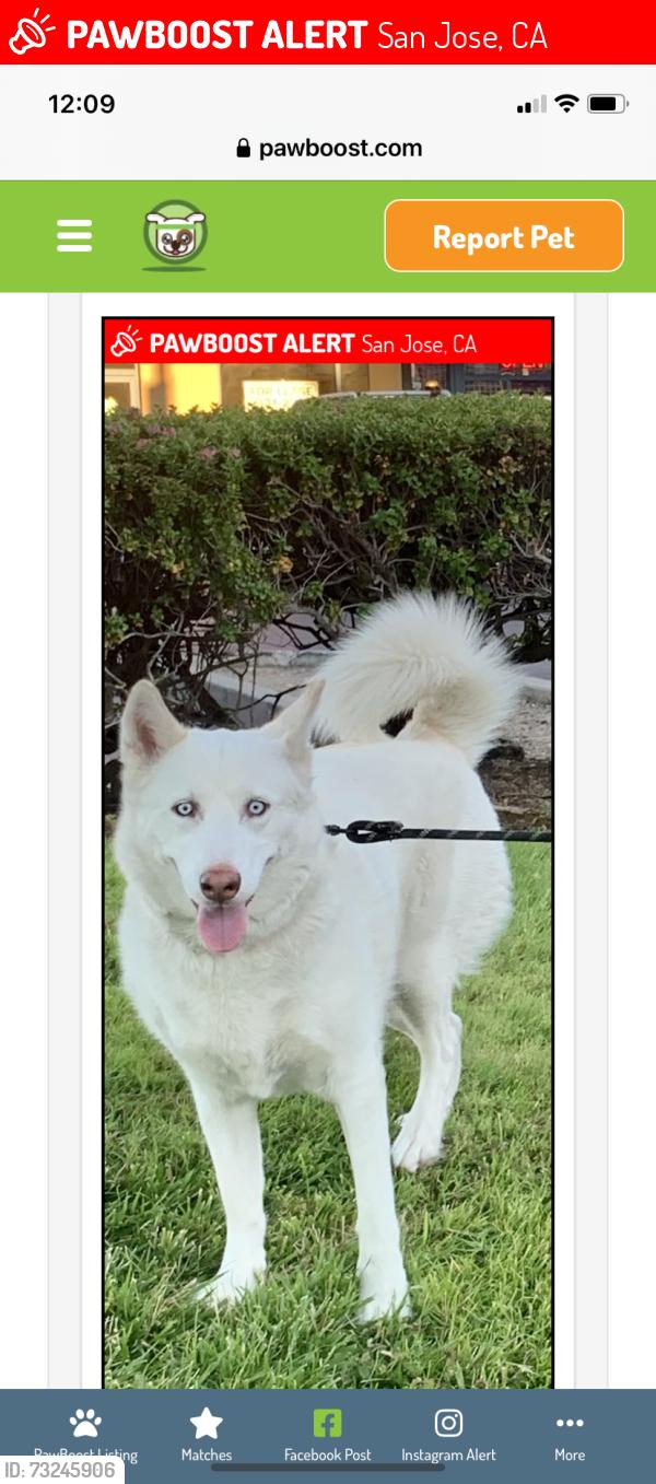 Lost Female Dog last seen Almaden and foxworthy, San Jose, CA 95136