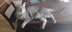 Lost Male Cat last seen Near matthew spring run, New Haven, IN 46774