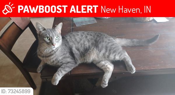 Lost Male Cat last seen Near matthew spring run, New Haven, IN 46774