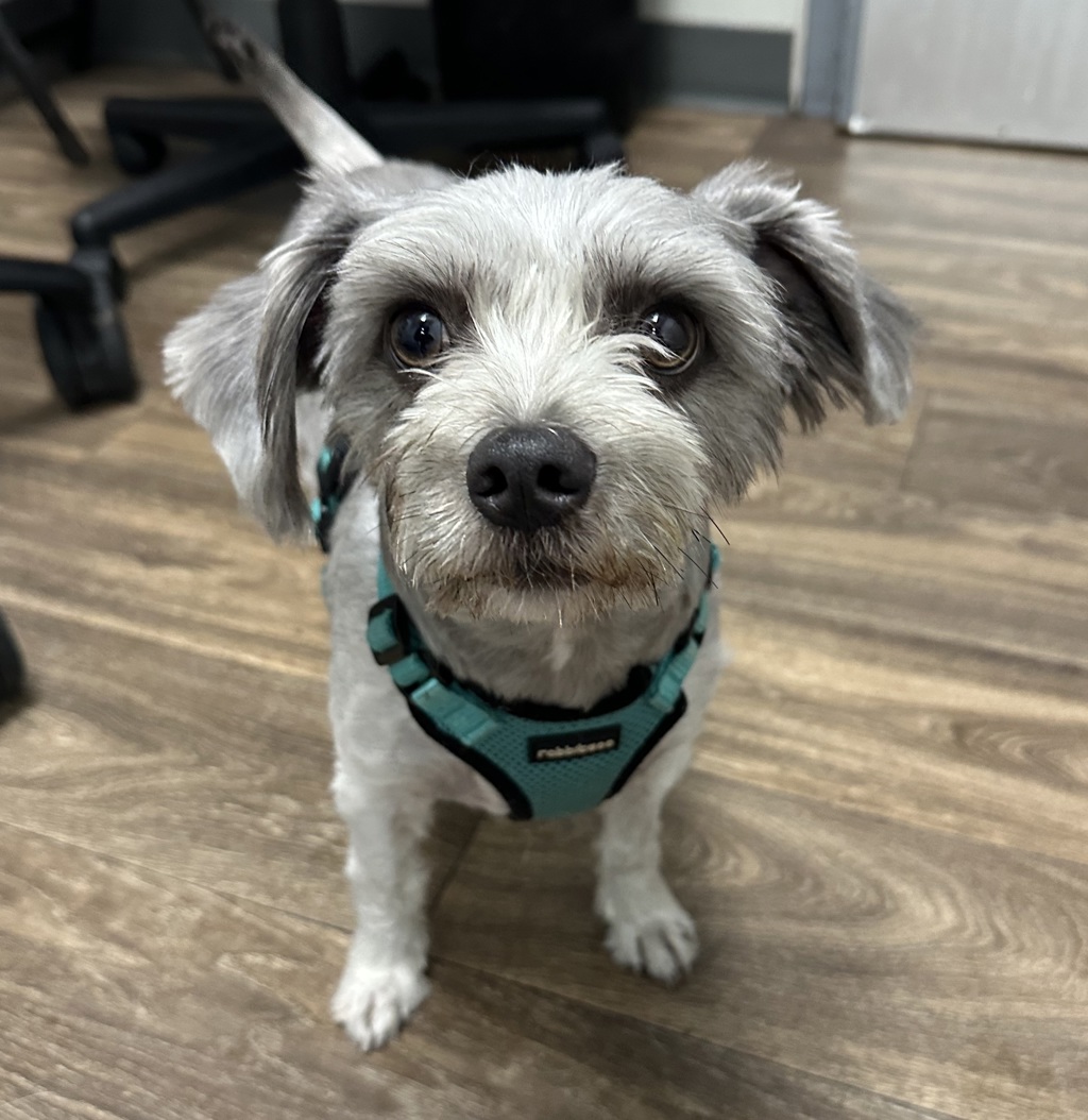 Shelter Stray Male Dog last seen Trolley station, San Diego, CA, 92110, 5500 Gaines St, San Diego, CA 92110, USA