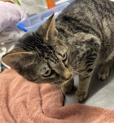 Shelter Stray Female Cat last seen Near Poway Road, Poway, CA, 92064, Escondido, CA 92027, USA