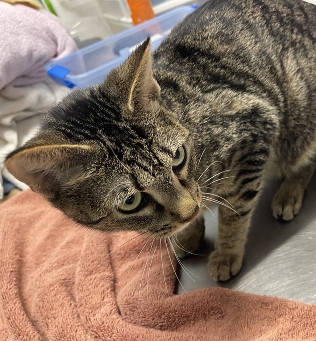 Shelter Stray Female Cat last seen Near Poway Road, Poway, CA, 92064, Escondido, CA 92027, USA