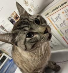 Shelter Stray Male Cat last seen Near N Broadway, Escondido, CA, 92026, Escondido, CA 92027, USA