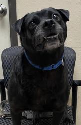Shelter Stray Male Dog last seen Near S Oceanside Boulevard, Oceanside, CA, 92054, Oceanside, CA 92058, USA
