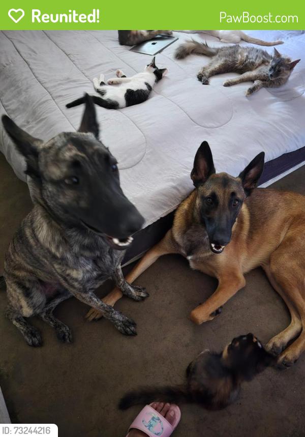 Reunited Unknown Dog last seen Ruus elementary school and park, Hayward, CA 94544