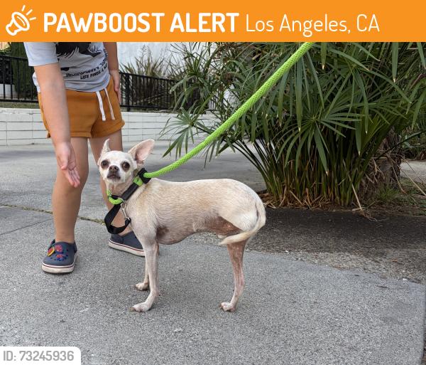 Found/Stray Male Dog last seen Sunset and Martel, Los Angeles, CA 90046