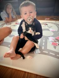 Lost Male Cat last seen Hwy 86 and Major Rd, Piedmont, SC 29673