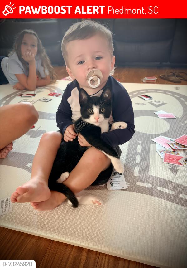 Lost Male Cat last seen Hwy 86 and Major Rd, Piedmont, SC 29673