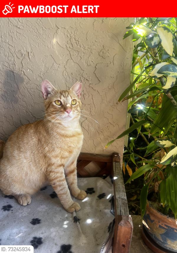 Lost Male Cat last seen West Boynton Beach- Melrose Park, Palm Beach County, FL 33472