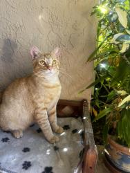 Lost Male Cat last seen West Boynton Beach- Melrose Park, Palm Beach County, FL 33472