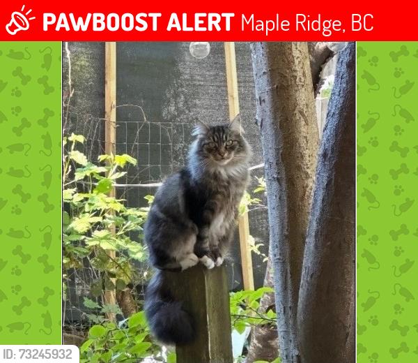 Lost Female Cat last seen Glenhurst & Dewdney Trunk, Maple Ridge, BC 