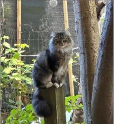 Lost Female Cat last seen Glenhurst & Dewdney Trunk, Maple Ridge, BC 