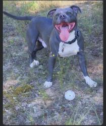 Found/Stray Male Dog last seen 27th st, Columbus, GA 31903