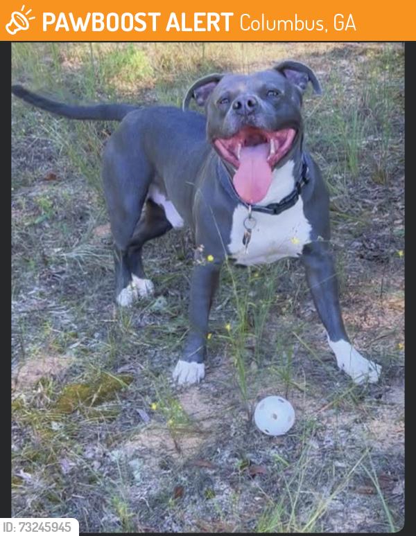 Found/Stray Male Dog last seen 27th st, Columbus, GA 31903