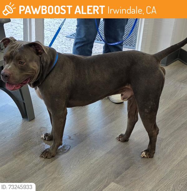 Found/Stray Male Dog last seen Irwindale Ave and Foothill Blvd., Irwindale, CA 91722