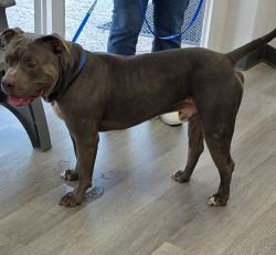 Found/Stray Male Dog last seen Irwindale Ave and Foothill Blvd., Irwindale, CA 91722