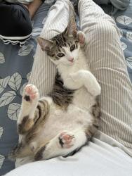 Lost Male Cat last seen hse, Greater London, England IG11 7QE