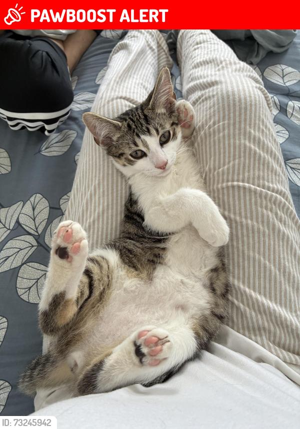 Lost Male Cat last seen hse, Greater London, England IG11 7QE