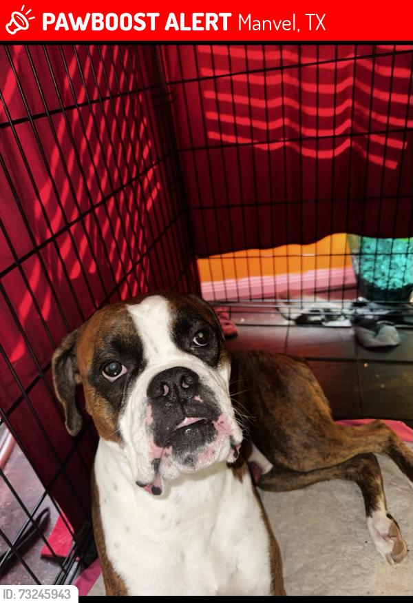 Lost Male Dog last seen CVS in Manvel county rd 101, Manvel, TX 77578