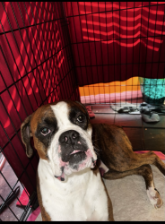 Lost Male Dog last seen CVS in Manvel county rd 101, Manvel, TX 77578