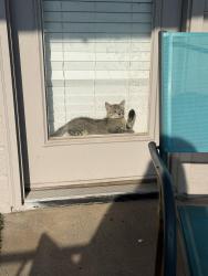 Lost Female Cat last seen Mississippi and south valentina, Denver, CO 80247