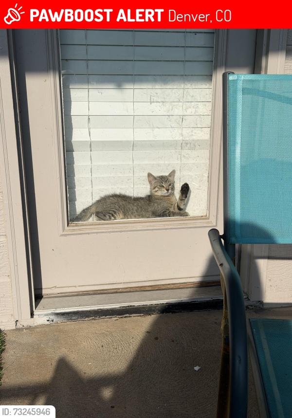 Lost Female Cat last seen Mississippi and south valentina, Denver, CO 80247