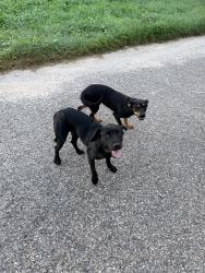 Found/Stray Male Dog last seen Wade Rd/Annie Penton Rd, Santa Rosa County, FL 32565