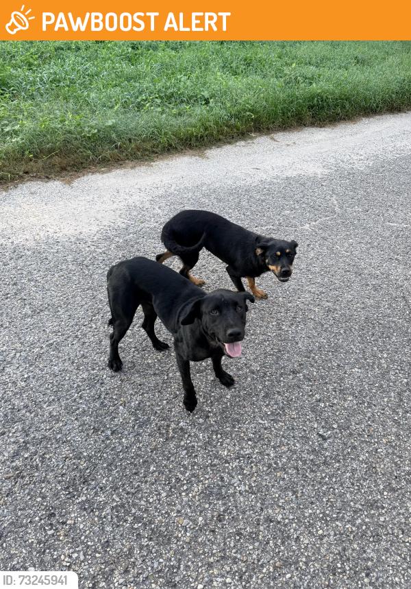 Found/Stray Male Dog last seen Wade Rd/Annie Penton Rd, Santa Rosa County, FL 32565