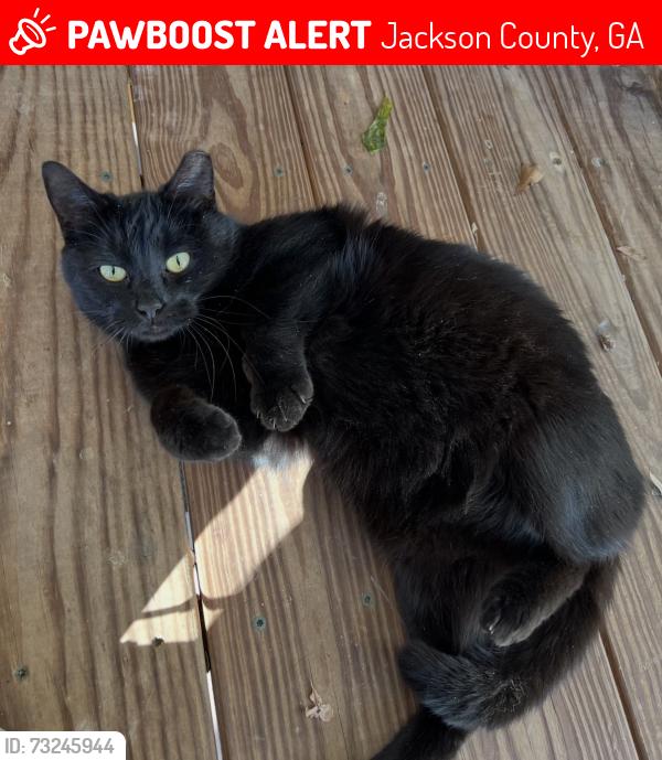 Lost Female Cat last seen Lebanon Church Rd, Redstone, Jackson County, GA 30607