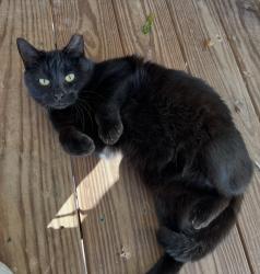Lost Female Cat last seen Lebanon Church Rd, Redstone, Jackson County, GA 30607
