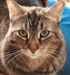 Lost Female Cat last seen Steifelmeyer cresent, Wilmot, ON 