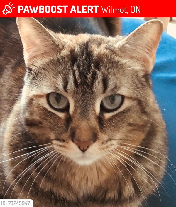Lost Female Cat last seen Steifelmeyer cresent, Wilmot, ON 