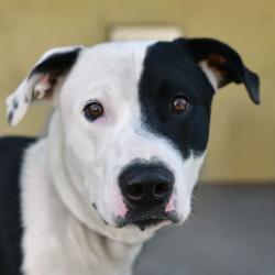 Shelter Stray Male Dog last seen , 3173 K-68 Hwy, Ottawa, KS 66067, USA