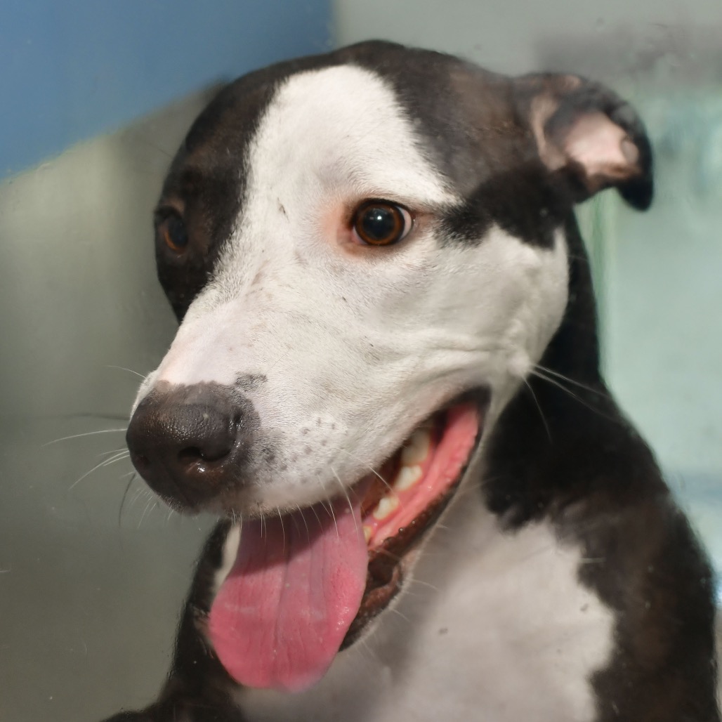 Shelter Stray Male Dog last seen , 3173 K-68 Hwy, Ottawa, KS 66067, USA