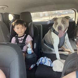 Reunited Female Dog last seen San Jose and Lomaland, El Paso, TX 79907