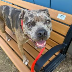 Shelter Stray Female Dog last seen , Animal Care & Control Team of Philly, 111 W Hunting Park Ave, Philadelphia, PA 19140, USA