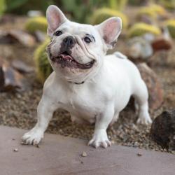 Shelter Stray Female Dog last seen , 4575 E Mesquite Ave, Palm Springs, CA 92264, USA