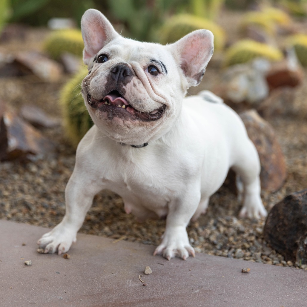 Shelter Stray Female Dog last seen , 4575 E Mesquite Ave, Palm Springs, CA 92264, USA