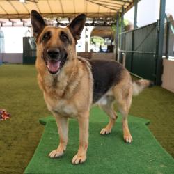 Shelter Stray Male Dog last seen , 361 S Raymond Ave, Pasadena, CA 91105, USA