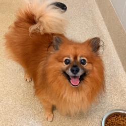 Shelter Stray Male Dog last seen , 54687 Co Rd 19, Bristol, IN 46507, USA