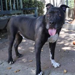 Shelter Stray Male Dog last seen , 361 S Raymond Ave, Pasadena, CA 91105, USA