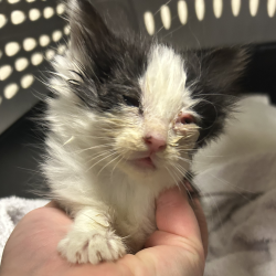 Shelter Stray Female Cat last seen , 54687 Co Rd 19, Bristol, IN 46507, USA