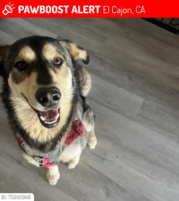 Lost Male Dog last seen washington street and lemon av, El Cajon, CA 92020