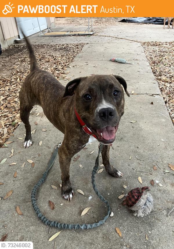 Found/Stray Female Dog last seen Baseball fields at Guerrero Park, Austin, TX 78741