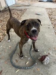 Found/Stray Female Dog last seen Baseball fields at Guerrero Park, Austin, TX 78741