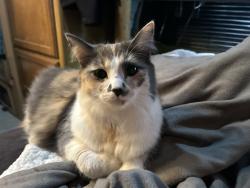 Reunited Female Cat last seen Carpenter Rd, Flint, MI 48505