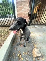 Reunited Male Dog last seen Kings River Pool, Atascocita, TX 77346